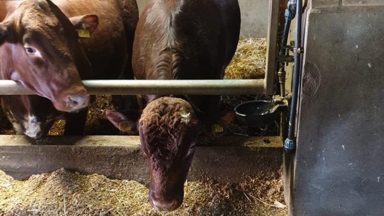 Zwischen Europawahlkampf und Hofbesichtigung bei Landwirt Budde