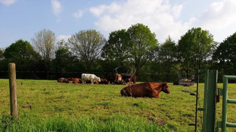 Zwischen Europawahlkampf und Hofbesichtigung bei Landwirt Budde